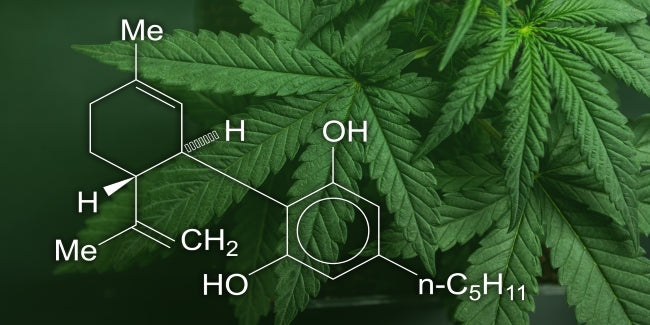 Does CBD Get You High? The Facts